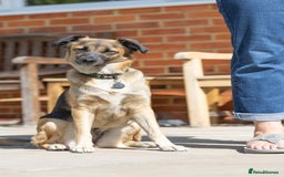 Mixed Breed dogs for adoption: Super Shelby - Image 16