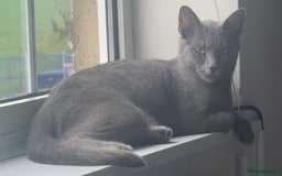 Maine Coon cats for sale: Rare Maine Coon/Russian Blue Kittens - Image 17