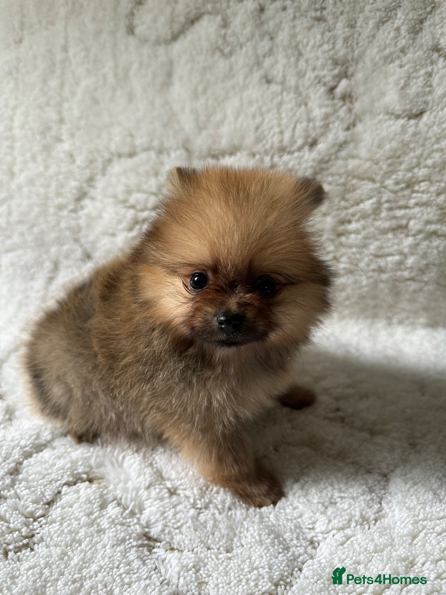 Pomeranian Puppy 3