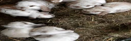 Mini Lop rabbits for sale: Stunning mini lops - Advert 4