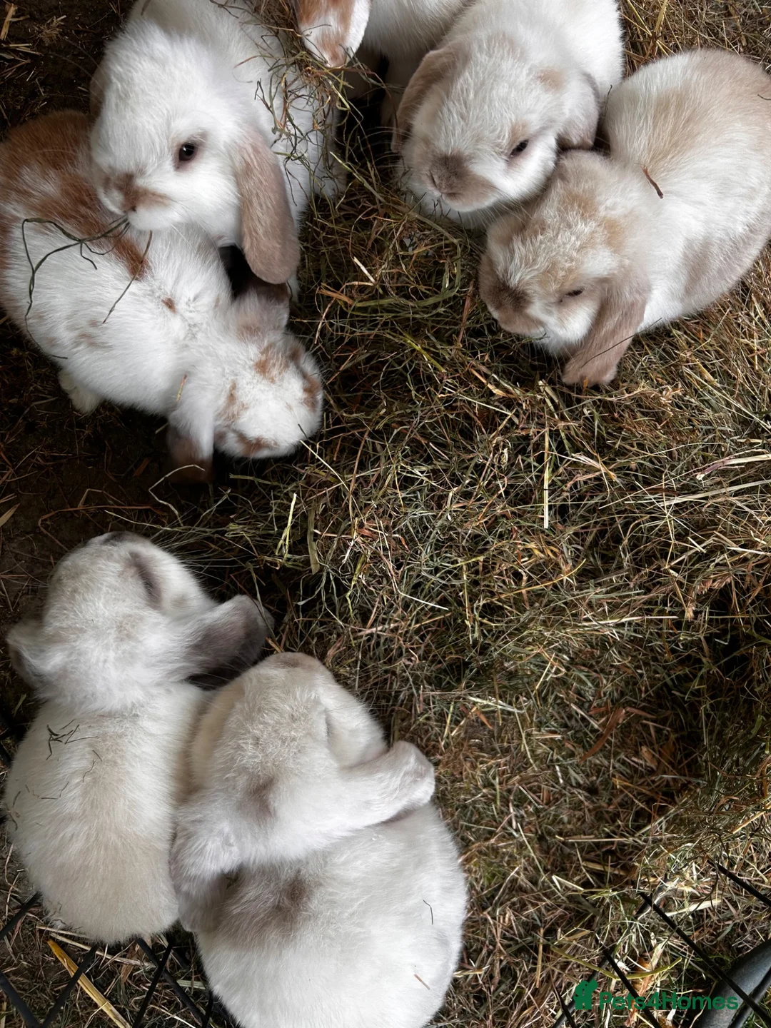 Mini Lop rabbits for sale: Stunning mini lops - Advert 4