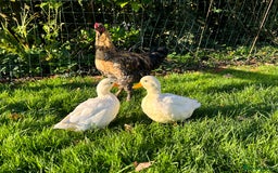 Ducks poultry for sale: Pair of call ducks  - Image 10