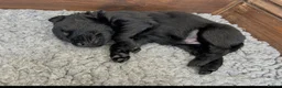 Flat coated Retriever dogs for sale: Ready now! Flat coated x Golden retriever pups. - Advert 25