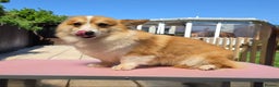 Welsh Corgi Pembroke dogs for stud: Welsh Pembroke Corgi Stud - Advert 2