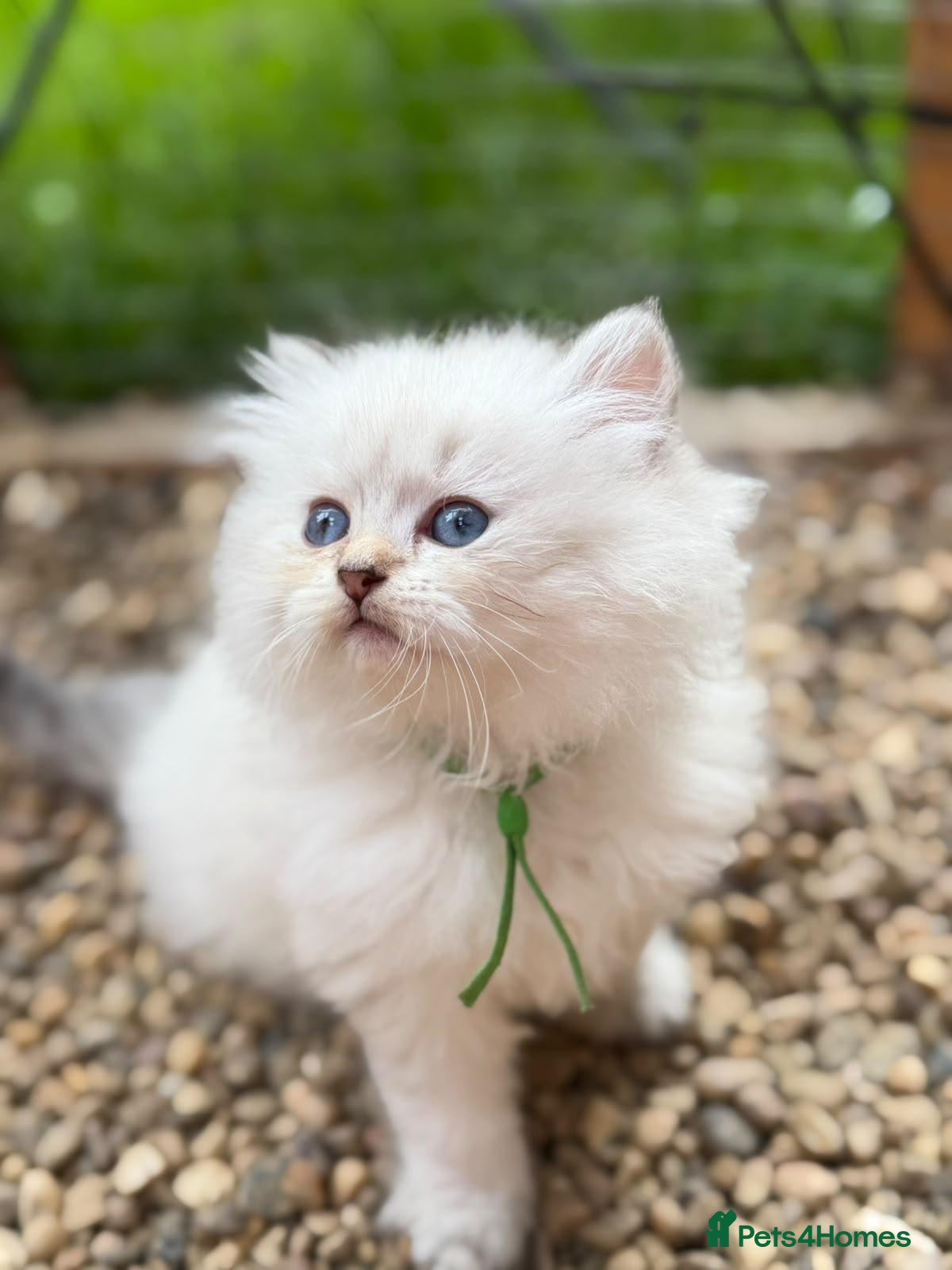 British Longhair cats PURE British longhair girls❤️ - Advert 11