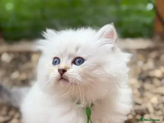 British Longhair cats PURE British longhair girls❤️ - Advert 3