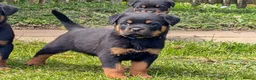 Rottweiler dogs for sale: Stunning Rottweiler puppies - Advert 6