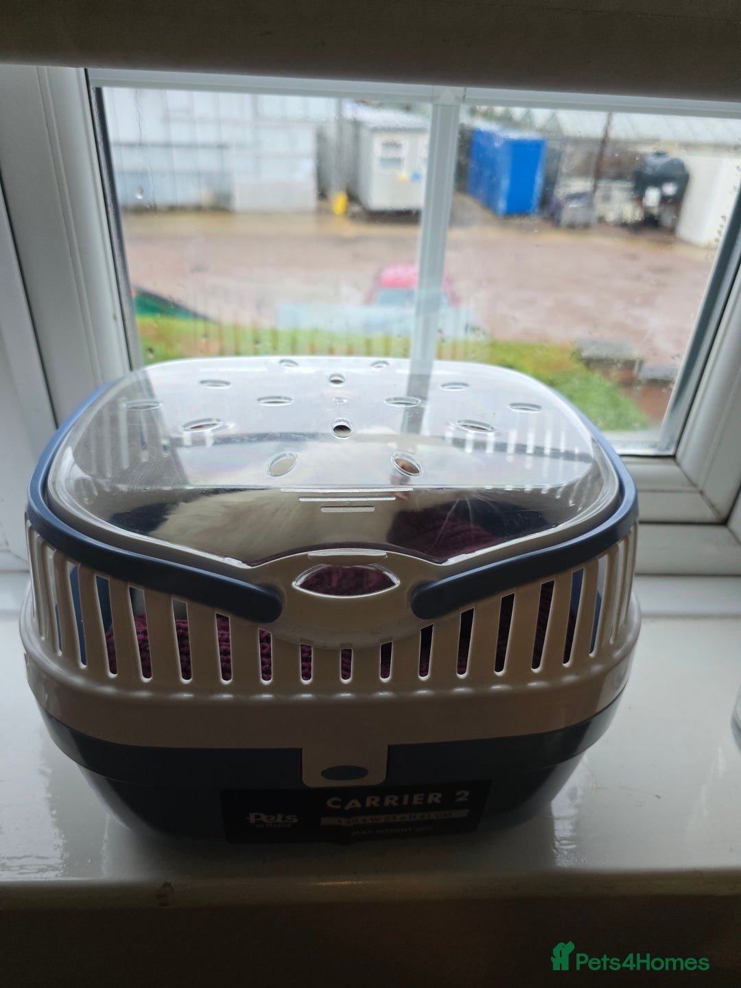 Rat rodents for sale: Rat with cage, carryon, and all the essentials - Advert 2