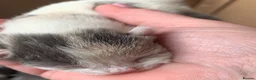 Maine Coon cats for sale: Main coon cross kittens - Advert 16