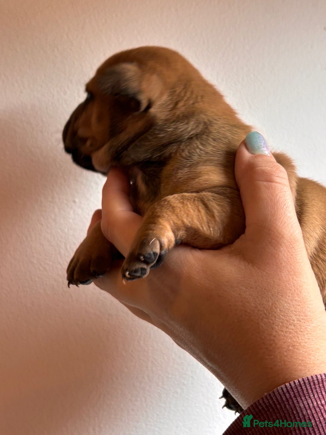 Staffordshire Bull Terrier dogs for sale: Stunning chunky puppies  - Advert 11