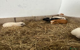 Guinea Pig rodents for sale: Male Guinea pigs looking for new homes - Image 2