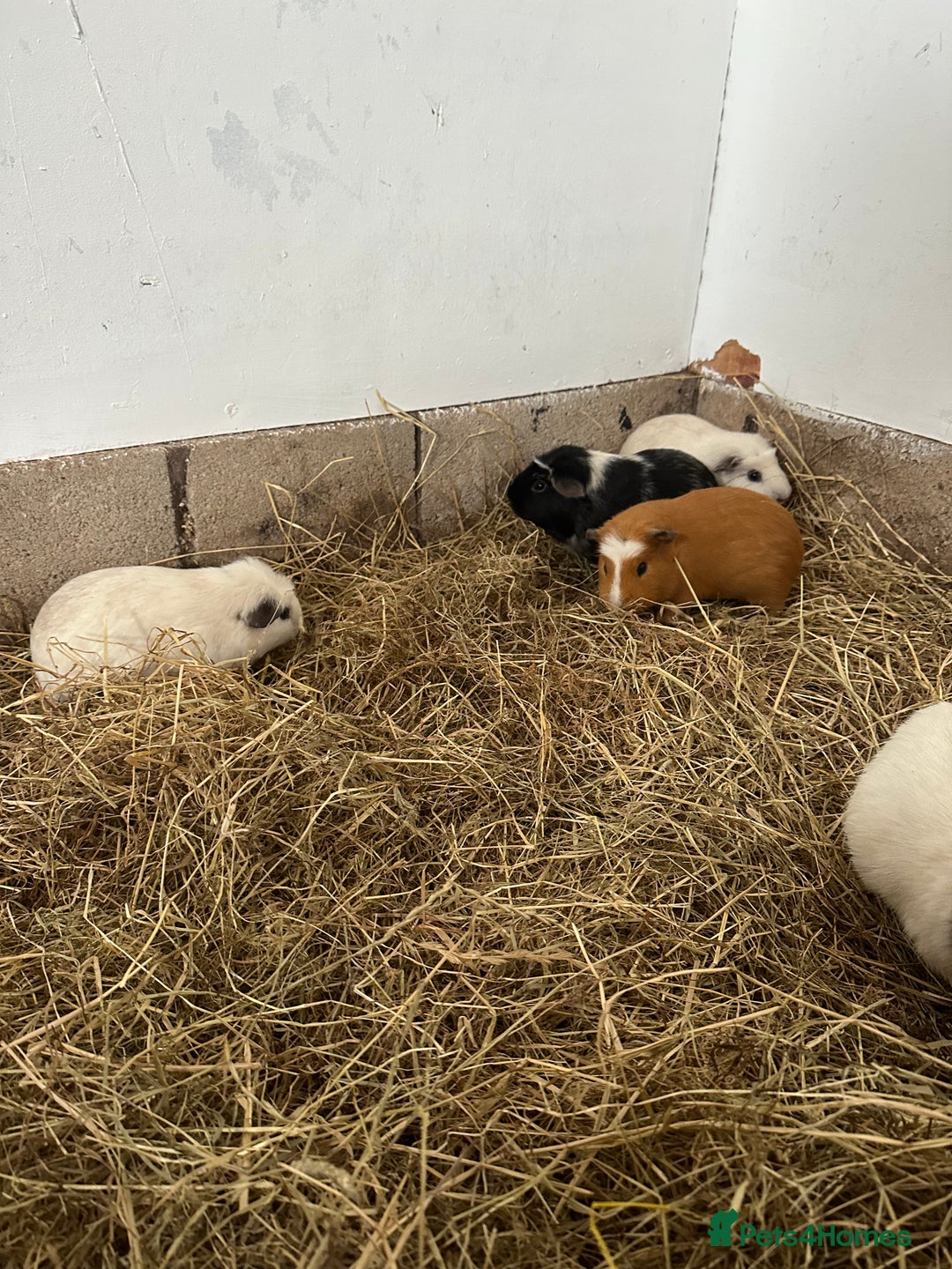Guinea Pig rodents for sale: Male Guinea pigs looking for new homes - Image 2