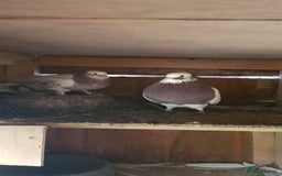 Pigeons birds for sale: Fantails and Iranian pigeons  - Advert 15