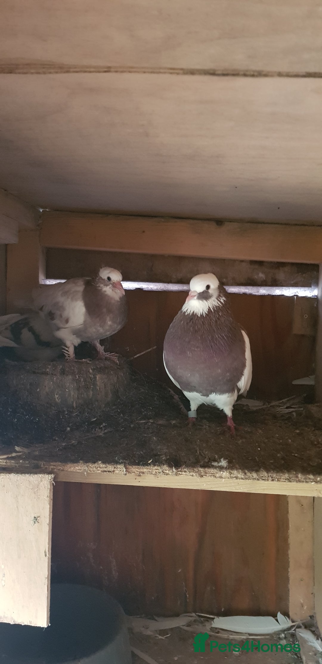 Pigeons birds for sale: Fantails and Iranian pigeons  - Advert 15