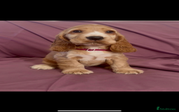 Cocker Spaniel dogs for sale: Fox red show cocker spaniels  - Image 6