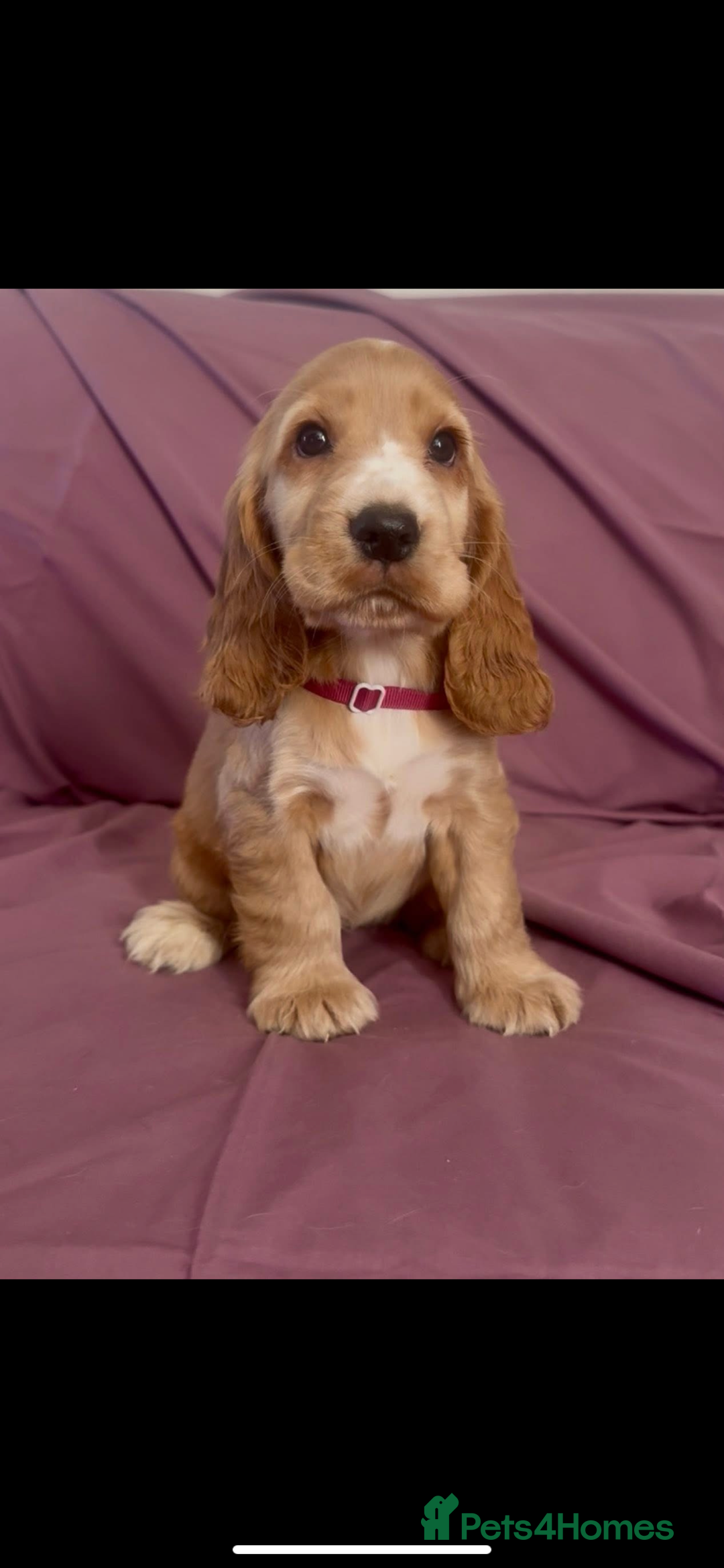 Cocker Spaniel dogs for sale: Fox red show cocker spaniels  - Image 6
