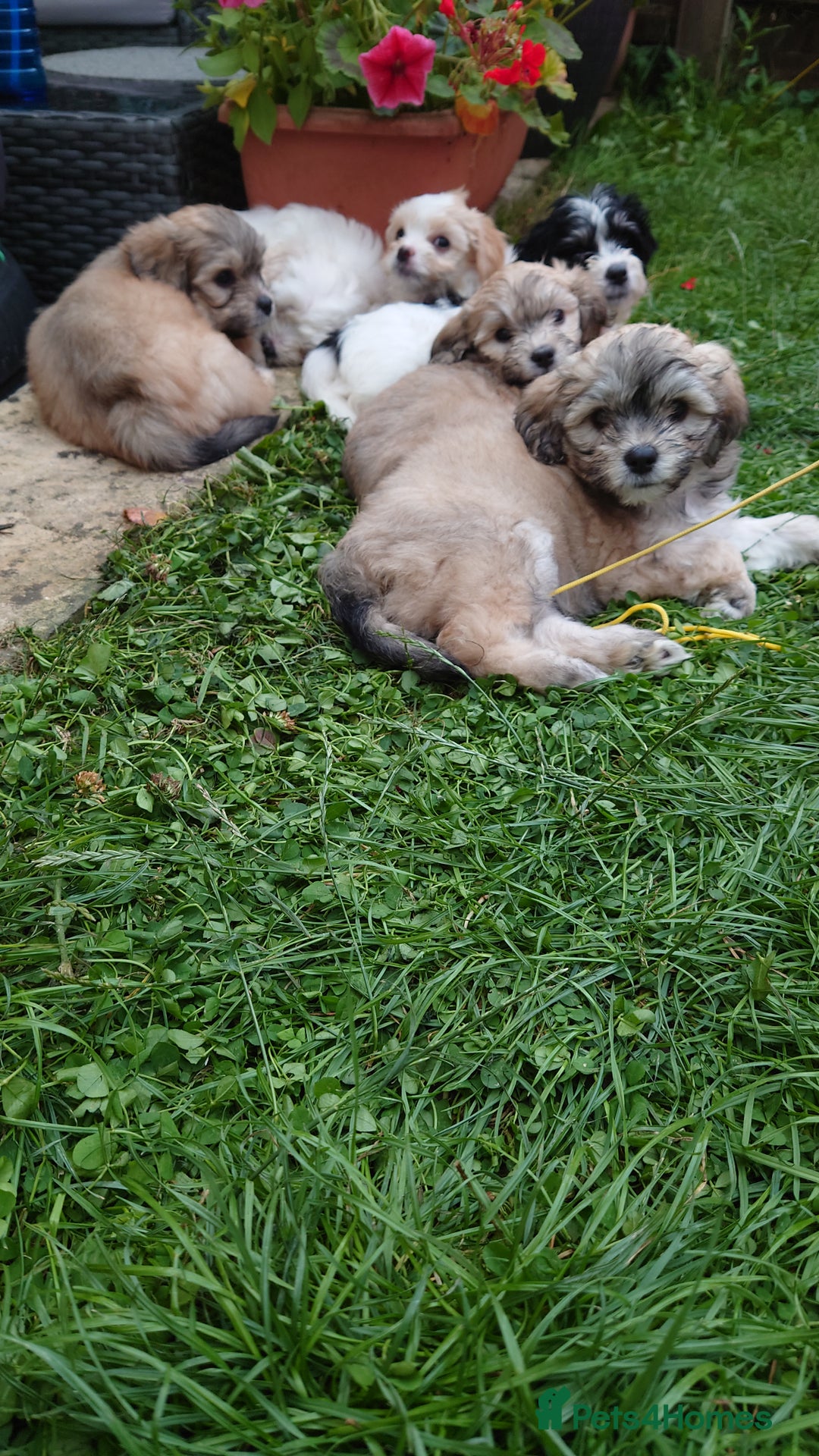Zuchon dogs for sale: Zuchon Puppies for sale 6 Male and 2 Female  - Image 2