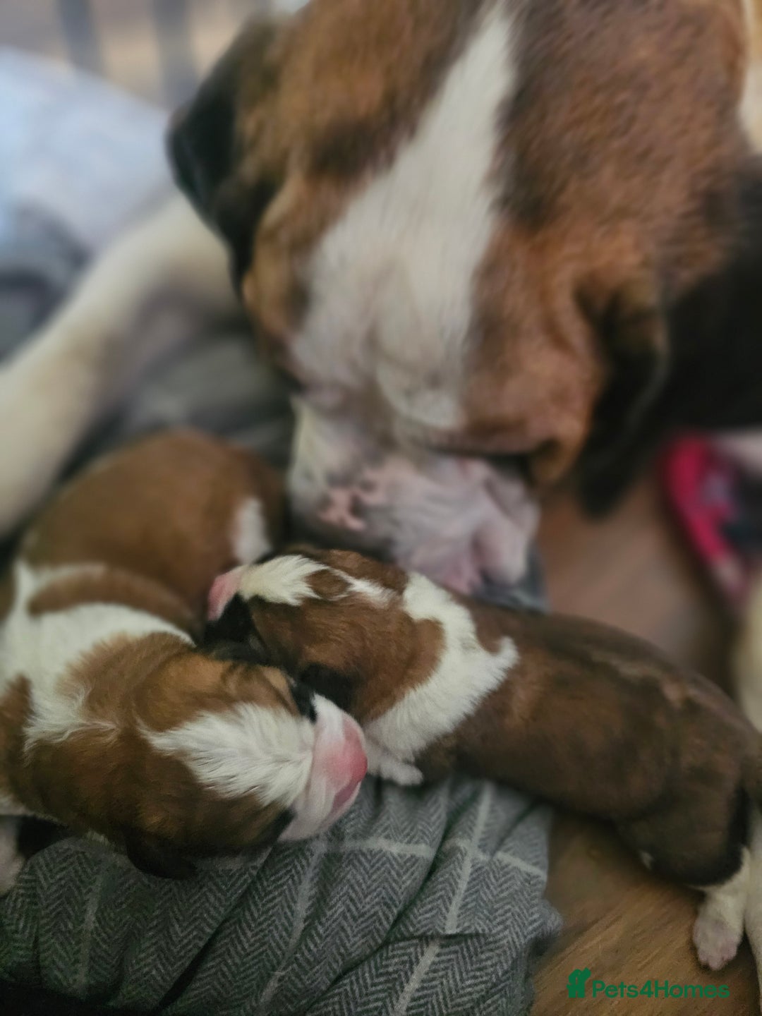 Saint Bernard dogs for sale: 6th Generation St Bernard KC Reg puppies - Image 4