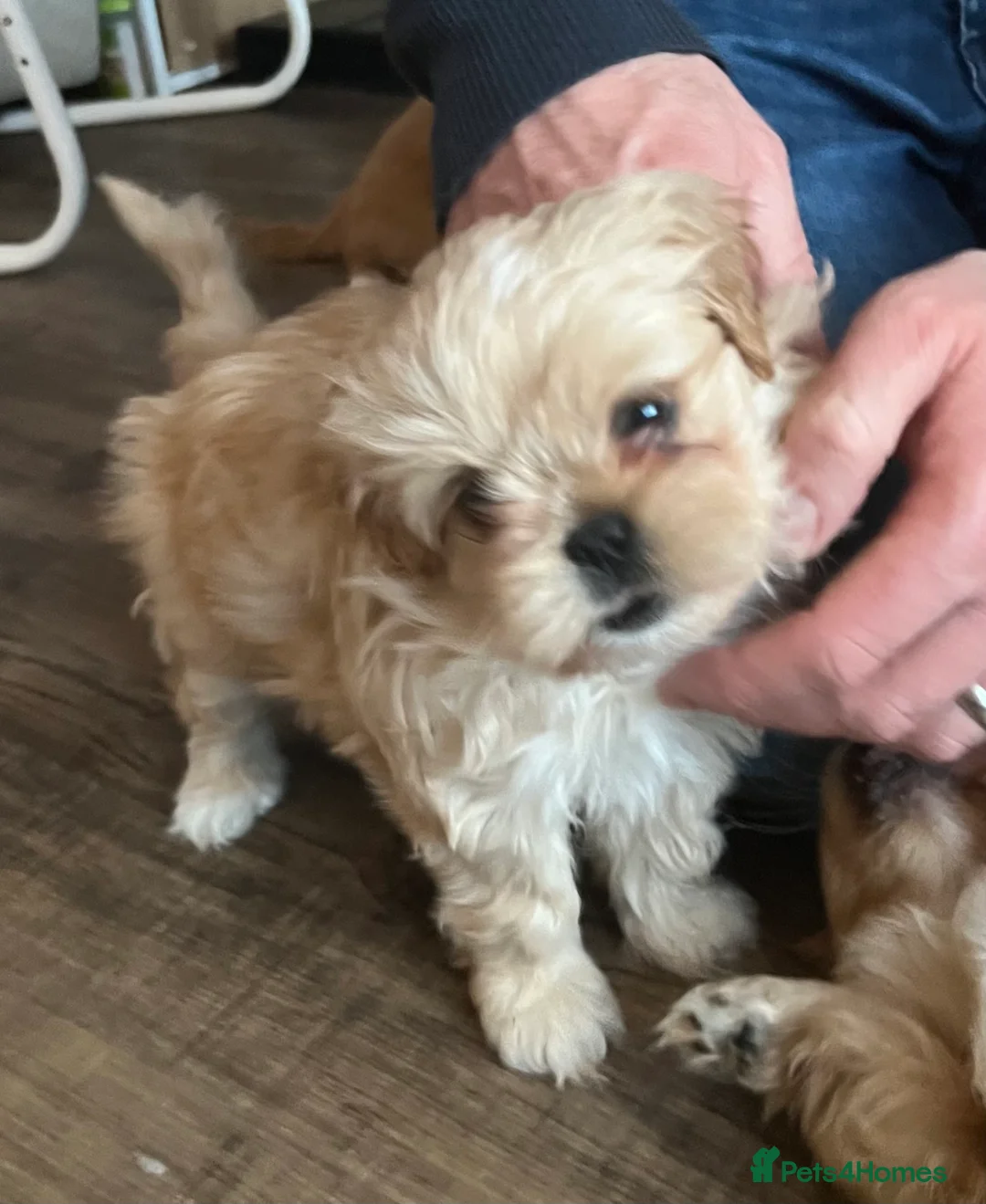 Mixed Breed dogs for sale: Cavapoo cross puppies - cuddly peekapoo pups  - Advert 4