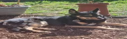 Mixed Breed dogs for sale: German shepard cross collie tricolour  - Advert 7