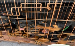 Rottweiler dogs for sale: Beautiful KC registered Rottweiler puppies  - Image 37