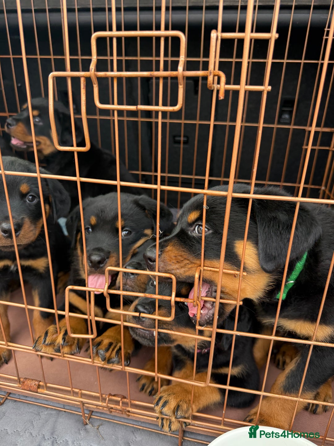 Rottweiler dogs for sale: Beautiful KC registered Rottweiler puppies  - Image 37