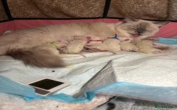 Ragdoll cats for sale: 🐾 5 Beautiful Ragdoll Kittens - Parents GCCF 🐾 - Image 7