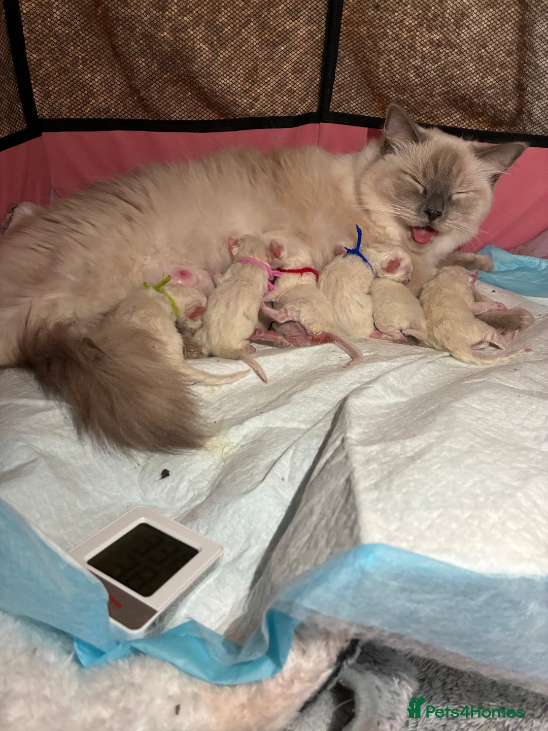 Ragdoll cats for sale: 🐾 5 Beautiful Ragdoll Kittens - Parents GCCF 🐾 - Image 7