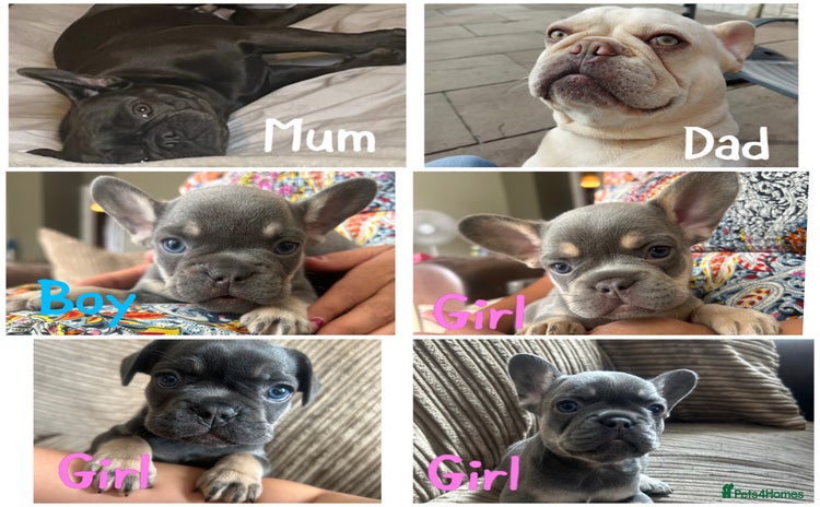 French Bulldog dogs - Advert 4