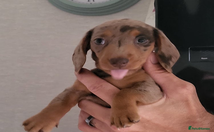 Dachshund dogs - Advert 8