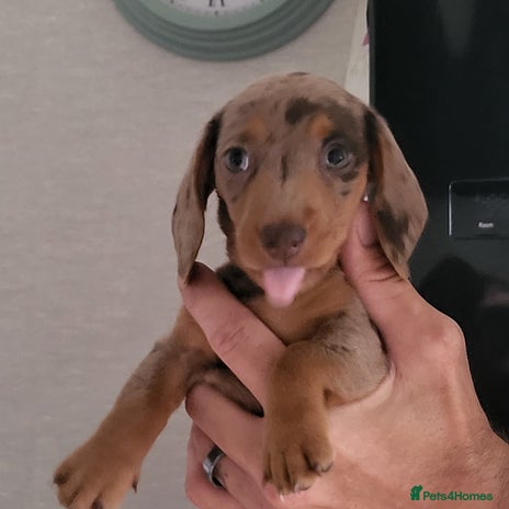 Dachshund dogs - Advert 3