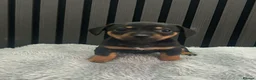 Chiweenie dogs for sale: Cute Chiweenie Boys - Advert 26