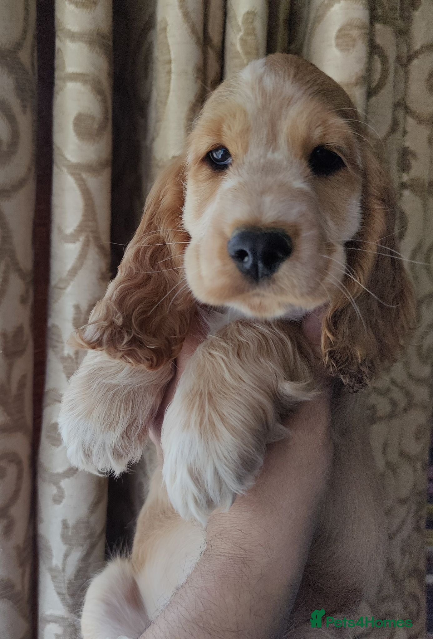 Cocker Spaniel dogs Stunning Show Type Cocker Spaniels  - Advert 2