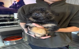 German Shepherd dogs for sale: German shepherd  - Image 1