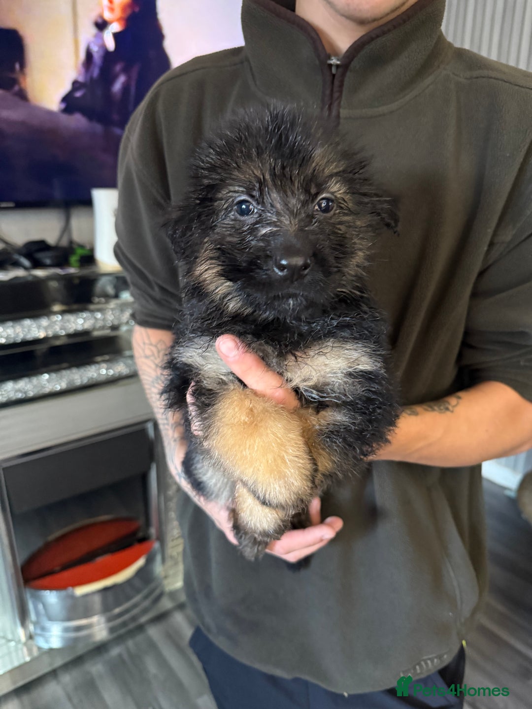 German Shepherd dogs for sale: German shepherd  - Image 1