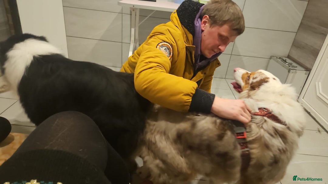 Australian Shepherd dogs for sale: Expected KC & health tested litter of Aussie pups - Advert 5