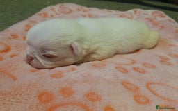 Pug dogs for sale: The “Dinosaur Litter”  - Image 3