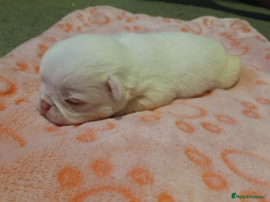 Pug dogs for sale: The “Dinosaur Litter”  - Image 3