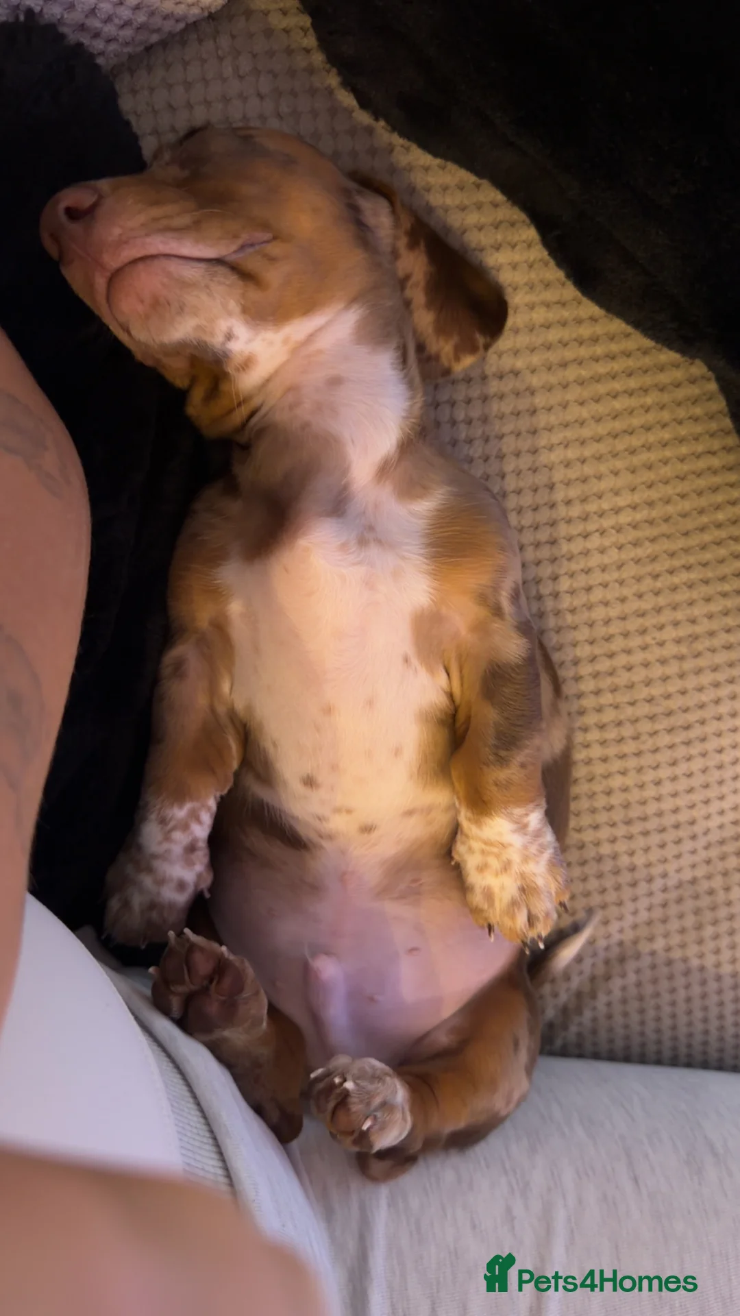 Miniature Dachshund dogs for sale: Dapple mini dachshund   in Maidstone - Advert 13