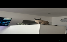 British Shorthair cats for sale: British shorthair x ragdoll - Image 8