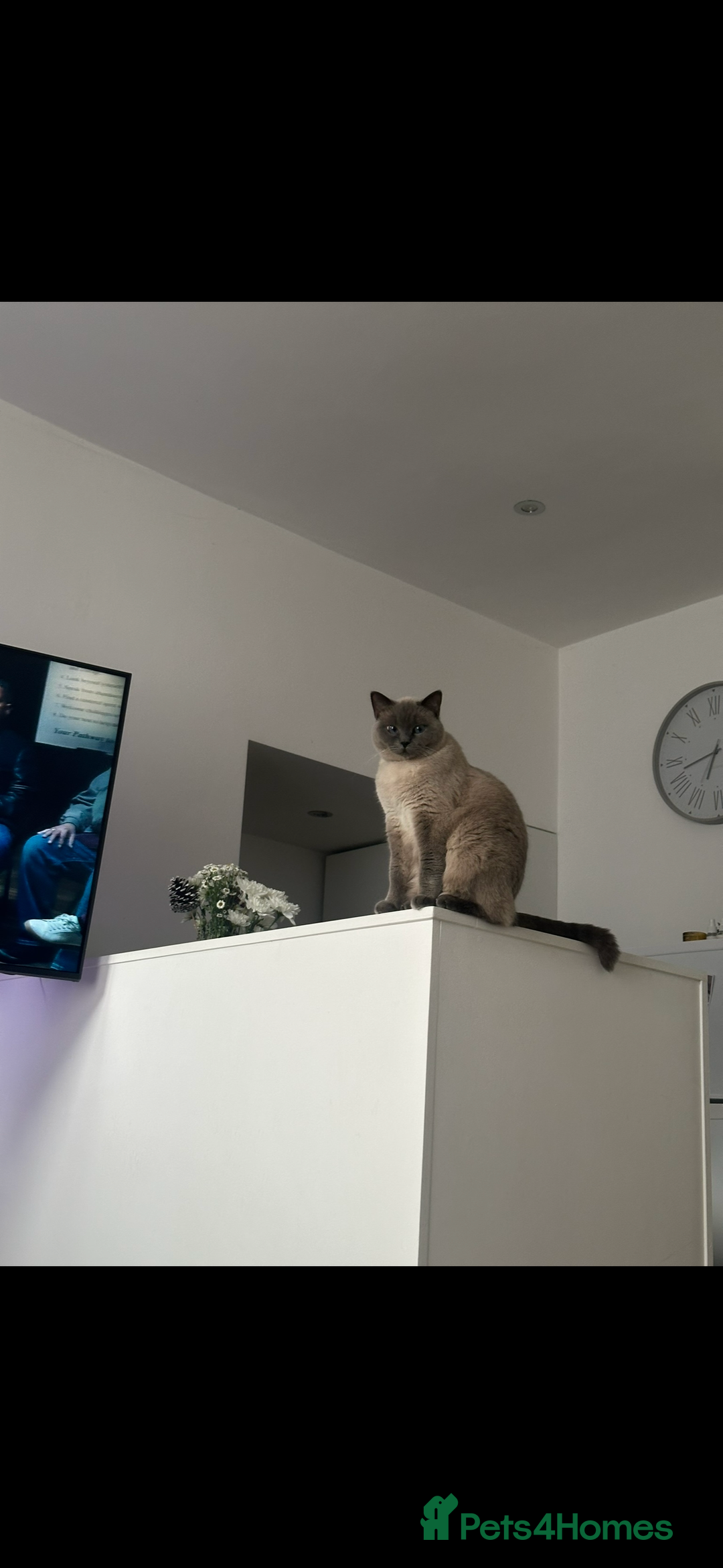 British Shorthair cats for sale: British shorthair x ragdoll - Image 8