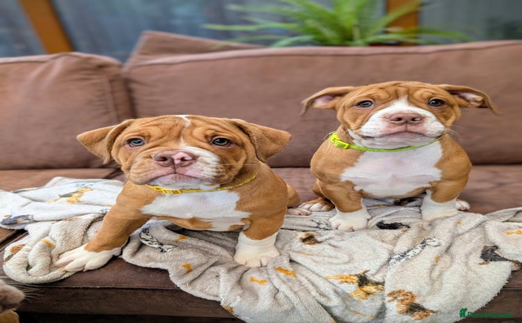 Olde English Bulldogge dogs - Advert 1
