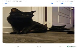 Turkish Angora cats for sale: 2 loving cats - Image 2