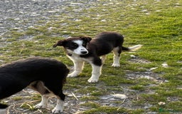 Border Collie dogs for sale: Border Collie female - Image 6