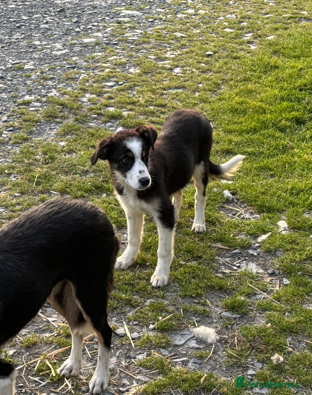 Border Collie dogs for sale: Border Collie female - Image 6