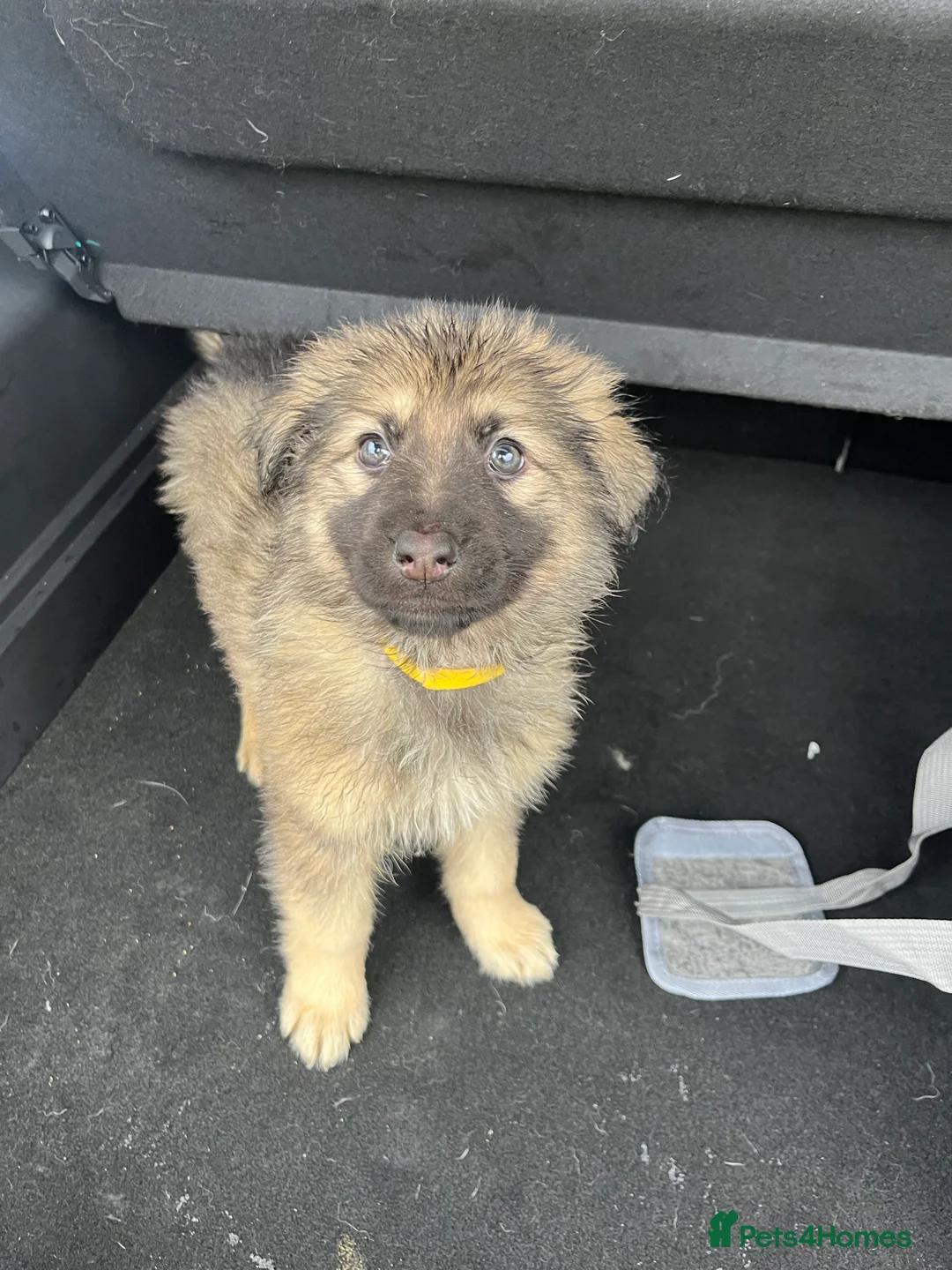 German Shepherd dogs for sale: Beautiful KC Reg Straight Back German Shepherds🐾 - Advert 20