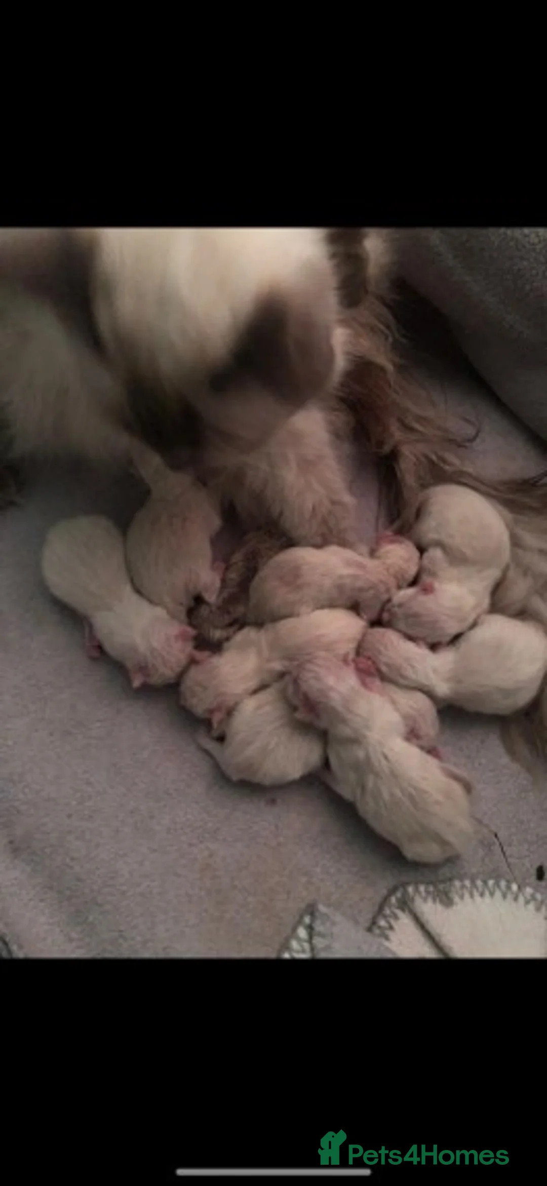 Ragdoll cats for stud: VERY LARGE PROVEN STUD kittens available  in Brighouse - Advert 5