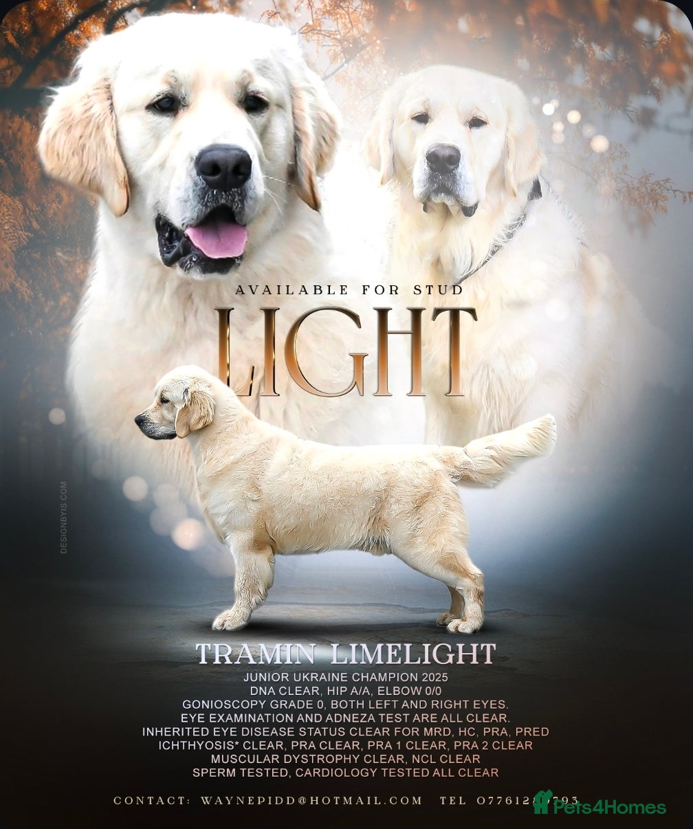 Golden Retriever dogs *Fully DNA clear, A/A 0/0, KC show lines for stud* - Advert 11