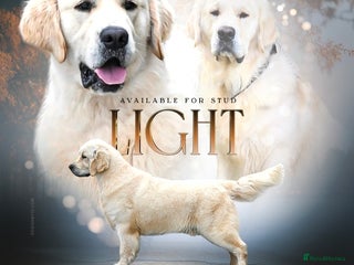 Golden Retriever dogs *Fully DNA clear, A/A 0/0, KC show lines for stud* - Advert 17