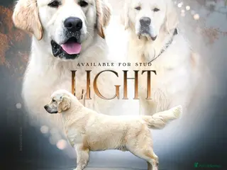 Golden Retriever dogs *Fully DNA clear, A/A 0/0, KC show lines for stud* - Advert 14